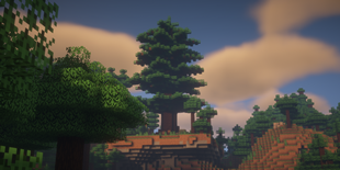 Giant Spruce Tree