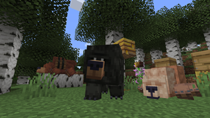 bear