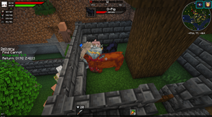 Feeding pigs