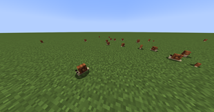 Snails