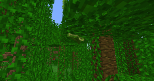 Tree Snakes
