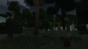 The forest