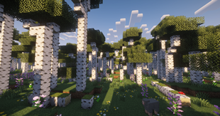 Forest