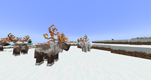 Reindeer