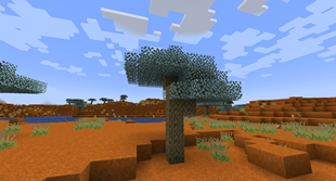 Eucalyptus Tree