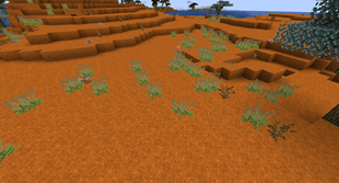 A patch of spinifex grass