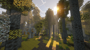 Aspen Forest
