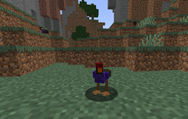 Pukeko