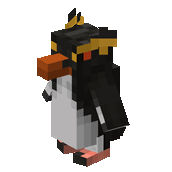 Northern Rockhopper Penguin