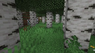 birch forest