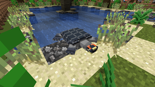 Arrau Turtle