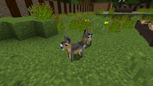 Patagonian Mara