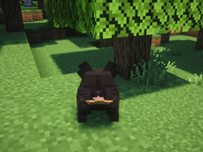 Black keirei