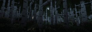 Dense Birch Forest