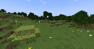 Raspberry Bush