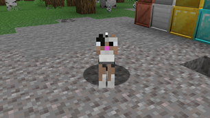 the new cat varient