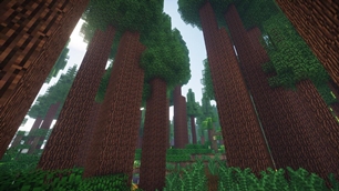 The Redwoods