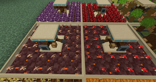 Mycology stations 1.2