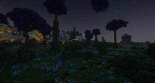 Enchanted Forest at night