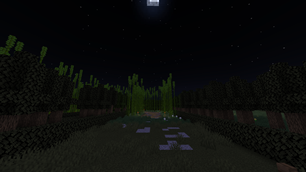 Bamboo forest