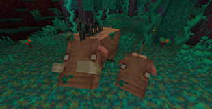 Warped Forest Hoglins