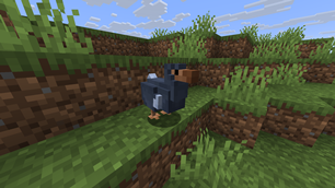 Dodo Close up