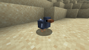 Baby Dodo Close up