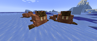 Pacific Walruses spawn in Frozen Oceans.png