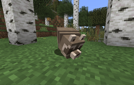 Raccoon Munching