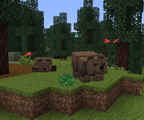bear.png