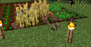 House Mice attacking crops