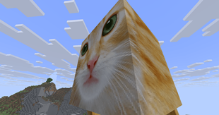 cat