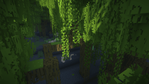 Mangrove Forest