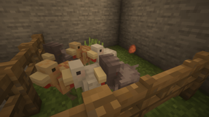 chickens