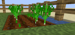 Garlic Plant!