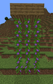 Grape Vines.png