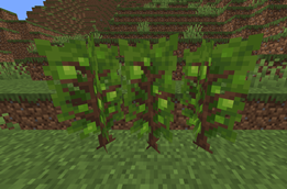 Lime Trees.png