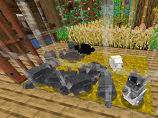 chinchillas.png