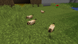 Black-Tailed Prairie Dog