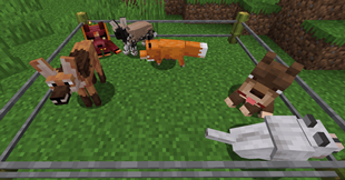 dogs.png