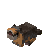 Yellow Bellied Marmot