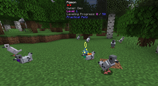 Pigeons in Forest
