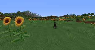 Sunflowers and Bunny