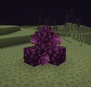 Xaenon Pile Variant 1