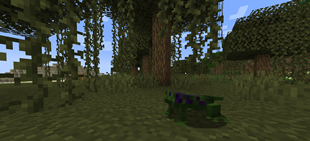 Swamp
