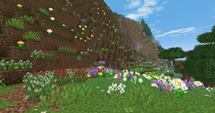 Mountain flowers