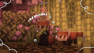 red pandas.jpg