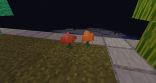 Zinnia Flowers