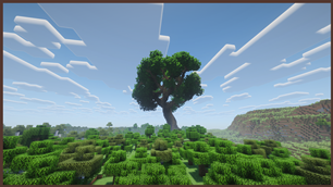 Giant oak tree