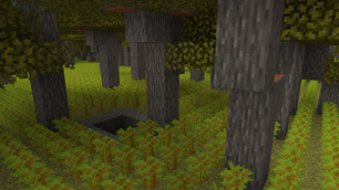 Acacia Sapling World